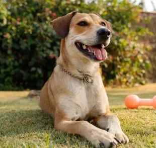 O formato do focinho de cachorro pode influenciar na expectativa de vida dele