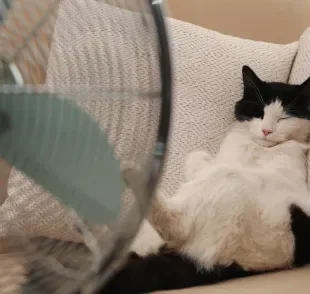 O gato com calor é uma situação perigosa