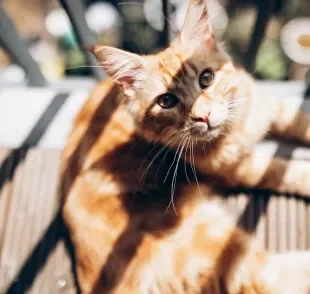 Alguns sinais permitem que os tutores identifiquem um gato com calor 