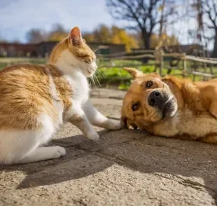 Confira 100 curiosidades interessantes sobre cachorros e gatos