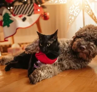 Durante as festas de Natal, os tutores precisam tomar alguns cuidados com seus pets