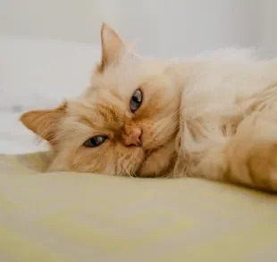 O gato Persa é um companheiro calmo, amoroso e leal