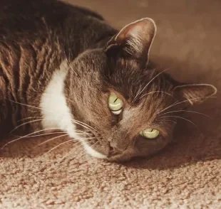 Algumas ações do tutor pode deixar o gato triste 