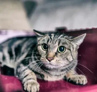 Para não deixar seu gato assustado com o barulho dos fogos, é bom seguir algumas dicas