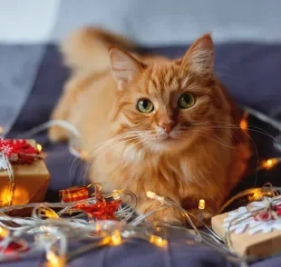 Para evitar um gato estressado nas festas de fim de ano, é bom tomar alguns cuidados