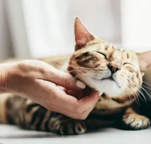 Saiba como deixar o gato feliz com algumas medidas bem simples!