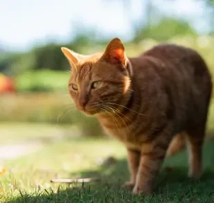 A genética dos gatos laranjas é diferente do que se imaginava