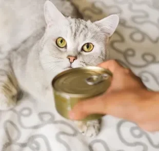 Pensar que o gato pode comer sardinha enlatada pode ser um risco