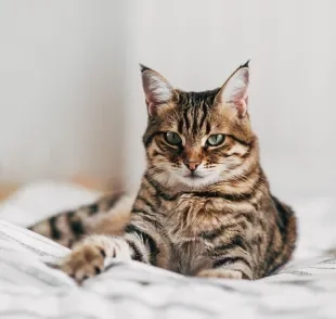 O gato gosta de ficar sozinho de vez em quando e aproveita muito bem esse momento