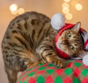 Aproveitar o momento com gatos no Natal pode ser super divertido!