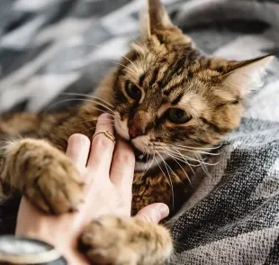 A mordida de gato não é tão forte quanto a dos cachorros