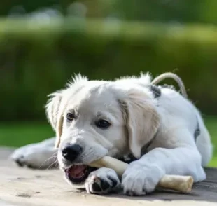 Dar um osso para cachorro pode ser muito perigoso se o tutor não tomar cuidado