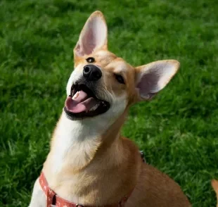 A expectativa de vida do cachorro pode ser beneficiada com um hábito importante