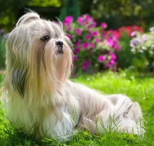 O pelo de cachorro precisa de cuidados para ficar bonito e saudável 