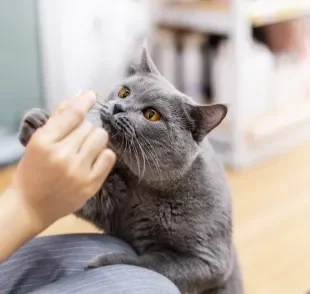 Os petiscos para gatos são grandes aliados de diversos momentos