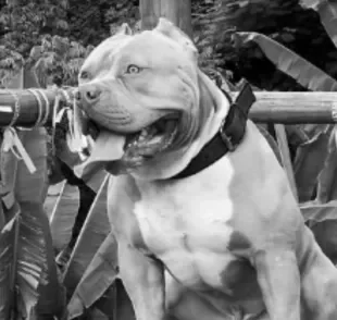 O Pitbull Ragnar era um pet influencer muito carismático e carinhoso nas redes sociais