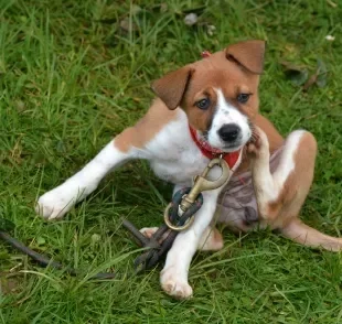 A pulga de cachorro causa extrema coceira no cão