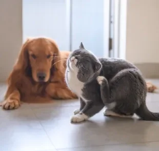 Dedetização de pulgas e carrapatos é essencial para casas com cães e gatos