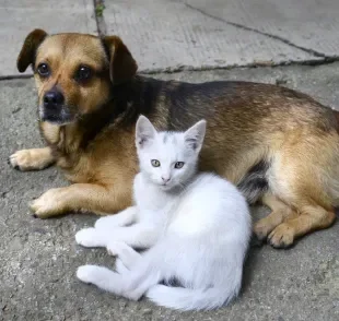 Descubra quanto tempo vive um gato e cachorro