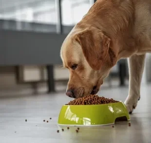 A ração para cachorro precisa ser oferecida em horários regulares