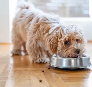 A ração para cachorro é formulada para atender as necessidades nutricionais dos cães