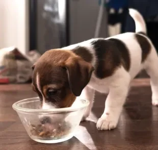 A ração para cachorro filhote contém todos os nutrientes que o pet precisa para se manter saudável 