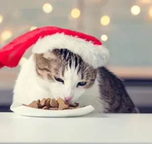 A ração para gatos é a melhor opção nas festas de fim de ano