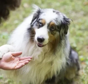 Algumas raças de cachorro se destacam no quesito inteligência