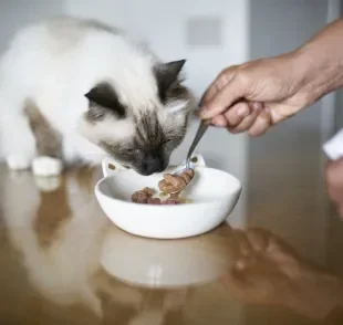 O sachê para gatos é um alimento rico em água e nutritivo