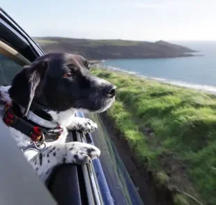 Para viajar com cachorro de forma segura, é bom seguir algumas dicas