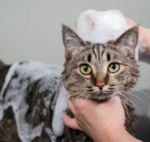 Banho em gato no calor: entenda se medida faz bem ou mal para o animal!