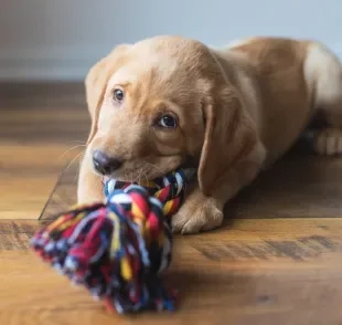 Os melhores brinquedos para cachorro que ficam sozinhos são aqueles que mantém o pet entretido 