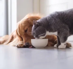 O câncer em cachorro e gato é uma doença muito comum, mas perigosa 