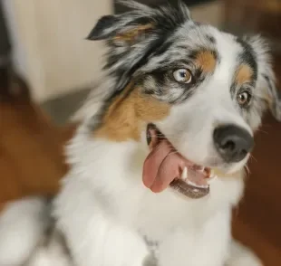 O cachorro ansioso pode desenvolver problemas de saúde