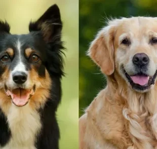 Border Collie e Golden Retriever são dois dos cachorros mais inteligentes, mas segundo lugar é ocupado por outro cão popular