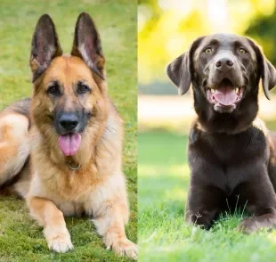 Apesar do Pastor Alemão e Labrador serem espertos, existe uma raça de cachorro inteligente que ninguém lembra de citar