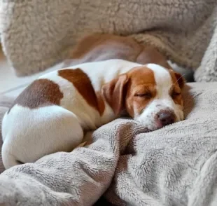 Onde colocar a cama para cachorro? Descubra melhor lugar para seu pet dormir!