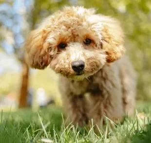 O cachorro com calor precisa de alternativas refrescantes