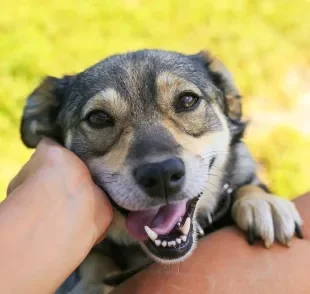 Cachorro feliz é aquele que é bem cuidado