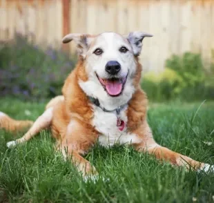 O cachorro idoso precisa ser estimulado fisicamente e mentalmente para se manter bem