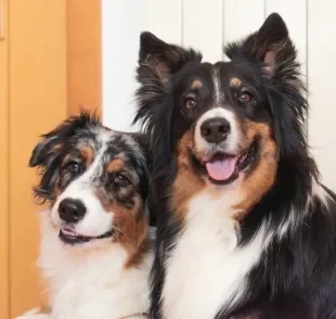 Se você tem um cachorro inteligente, ele provavelmente tem uma reação que prova isso