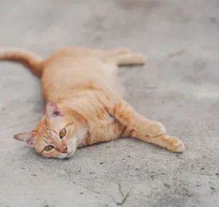 Refrescar um gato com calor é importante para o bem-estar dele