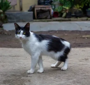 Conheça mais sobre o gato Manês, a famosa raça sem cauda!