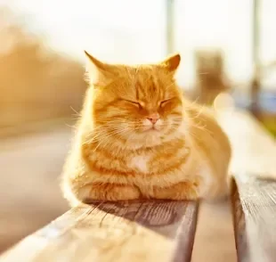 O gato sente calor e é importante saber como cuidar dele nos dias mais quentes