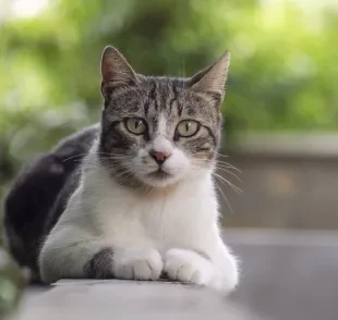 Na linguagem dos gatos, cada olhar, movimento e som ajuda a revelar o que o bichano está sentindo