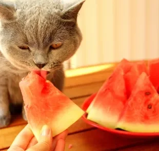 É importante saber exatamente o que gato pode comer para não oferecer nenhum alimento prejudicial para a saúde dele