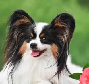 Os cães Papillon têm uma aparência fofinha e peluda