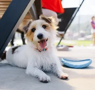 A pata de cachorro é uma região que precisa de mais atenção nos dias quentes