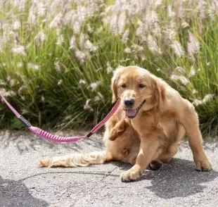 O carrapato e a pulga em cachorro afetam o bem-estar e a qualidade de vida do animal 