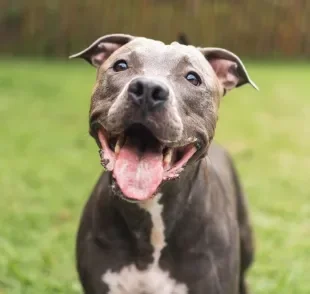 Confira quais são as raças de cachorro mais bravas